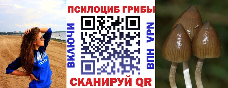 Галлюциногенные грибы Psilocybe  Валуйки 