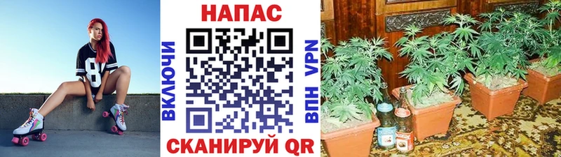 наркошоп  Валуйки  Шишки марихуана Ganja 